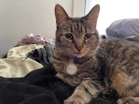Airtag Kedi Tasması Plastik Aparat