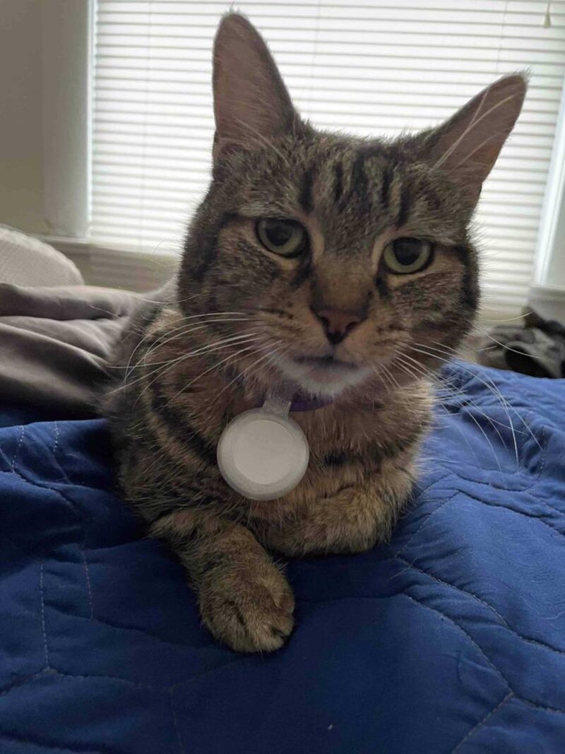 Airtag Kedi Tasması Plastik Aparat - Görsel 3