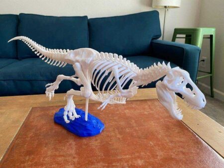 Gastralia (Göbek Kaburga) Ve Diğer Anatomik Düzeltmeler İle T-Rex İskeleti Plastik Aparat