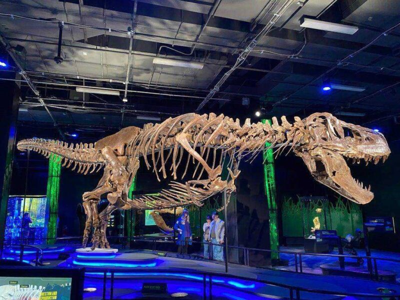Gastralia (Göbek Kaburga) Ve Diğer Anatomik Düzeltmeler İle T-Rex İskeleti Plastik Aparat - Görsel 3