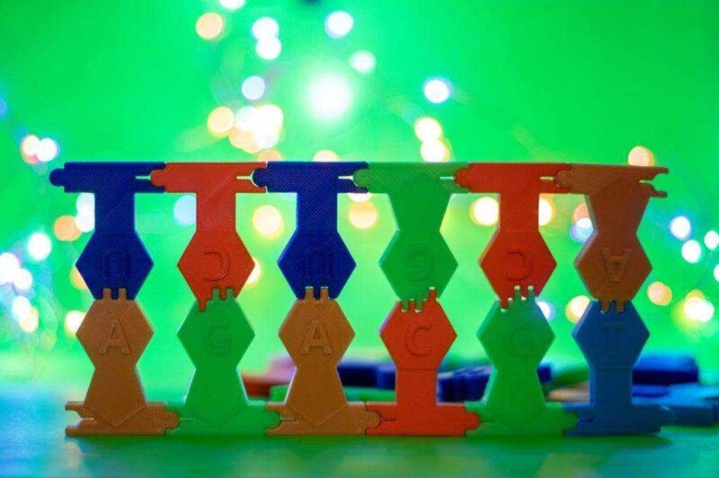 Dna / Rna Yapı Oyuncak Geliştirilmiş Eklemlerle Set Plastik Aparat