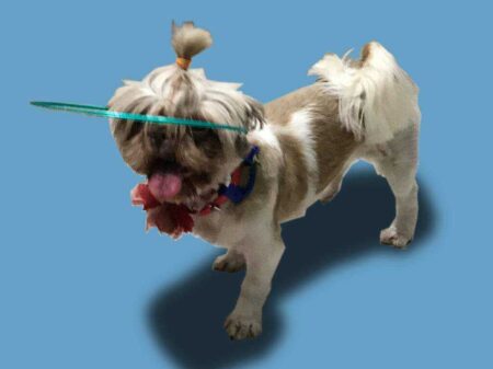 Canees - Cane Blind Köpekler İçin Cihaz / Boşaltma Cihazı Gibi Cihaz Ciegos Plastik Aparat