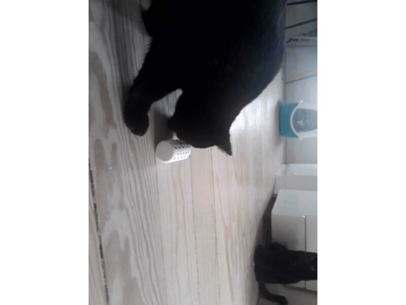 Kedi Köpek Pet Hayvan Oyuncak Yem Silindir Mama Dispenseri - Görsel 3