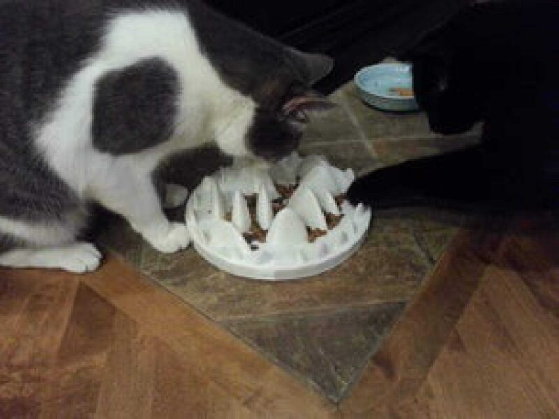 Bowl Kedi Köpek Yavaş Mama Yeme Kabı Organik Plastikten - Görsel 3