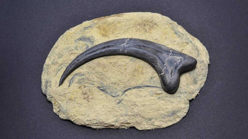 Alan Grant In Jurassic Park Tan Raptor Pençesi Plastik Aparat - Görsel 4