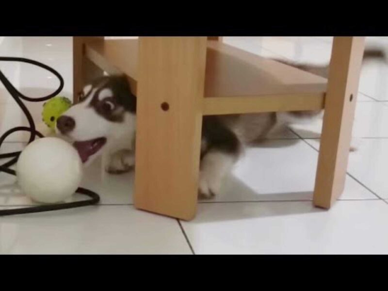 Hiperaktif Kedi Köpek Organik Oyuncağı  Top Evcil Hayvan Oyuncak - Görsel 2