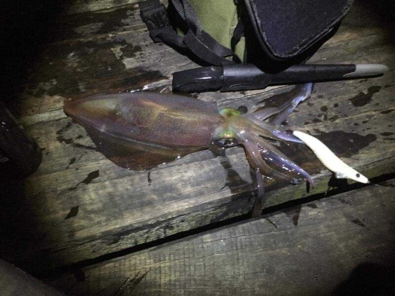 Squid Jig 3.5 Kokusu Cebi İle Plastik Aparat - Görsel 4