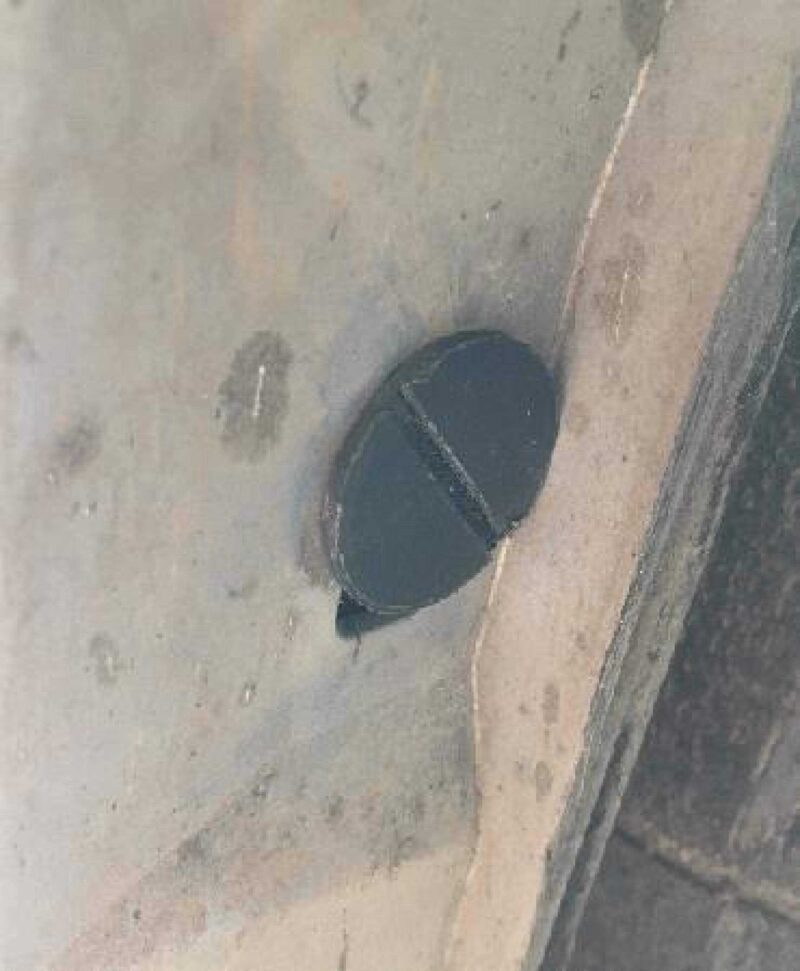 Audi A6 / A7 (C7) Yan Etek Klipsi. Plastik Aparat