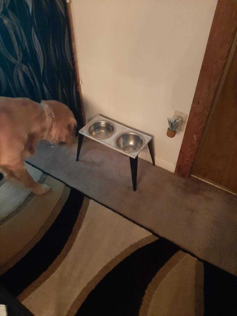 Köpek Yemek Masası Plastik Aparat - Görsel 2