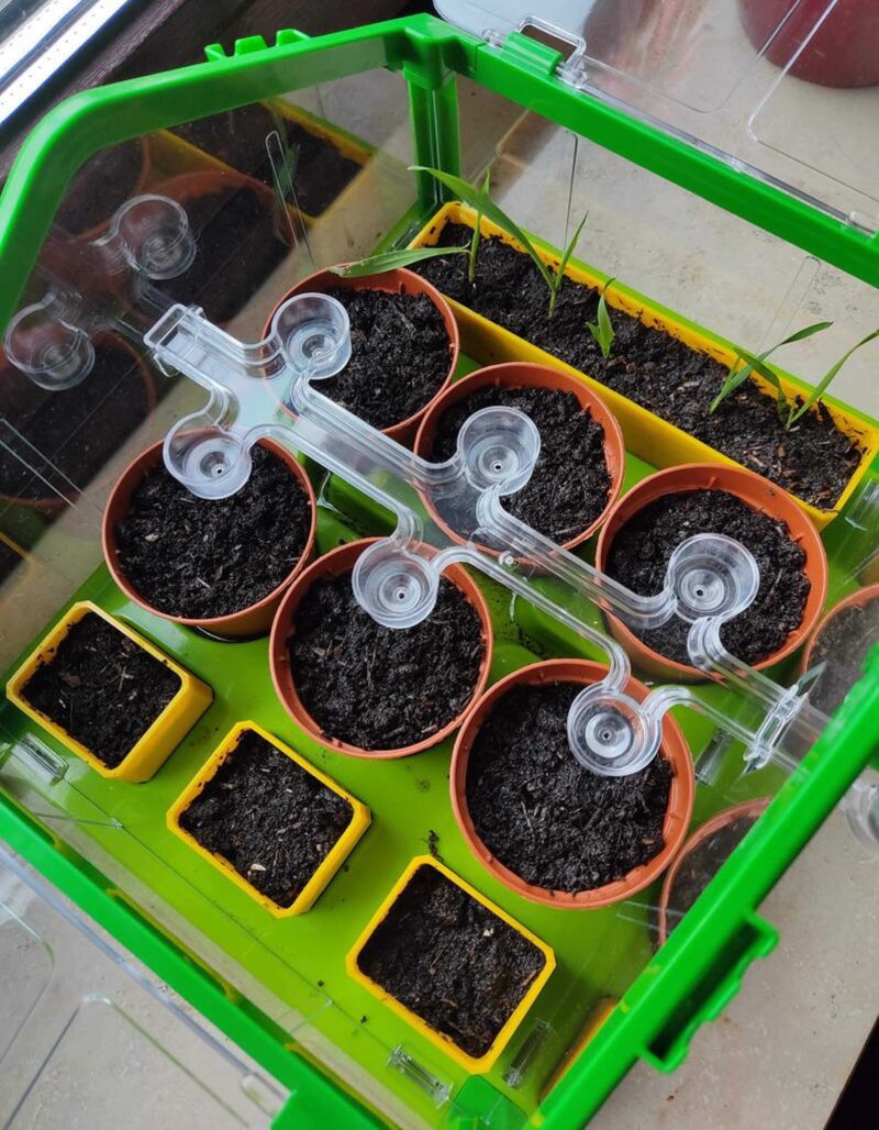 Çocuklar Sera İçin Bitki Potları (Clementoni Serra.) Azərbaycanca Plastik Aparat - Görsel 2