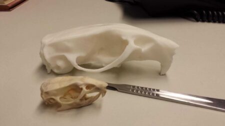 Bir Sıçan Kafatası (Rattus Norvegicus) Plastik Aparat