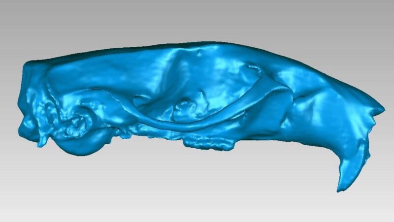 Bir Sıçan Kafatası (Rattus Norvegicus) Plastik Aparat - Görsel 3