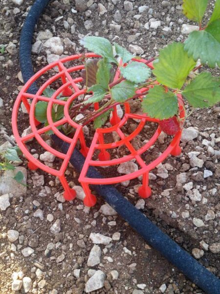 Çilek İçin Fraisier / Destek Desteği Plastik Aparat