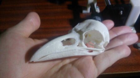 Bir Kuzgunun Gerçek Kafatası Plastik Aparat