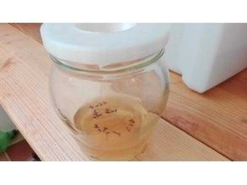 Bardak İçicekler İçin Sinek Tuzağı Organik Plastikten Aparat