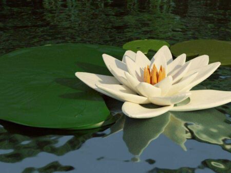 Lotus Çiçeği / Su Zambak Yaprakları İle Plastik Aparat