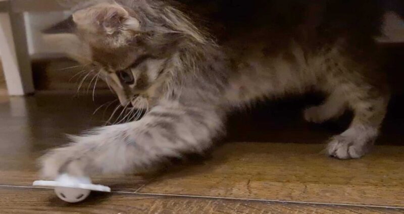 Kedi Oyuncakları Plastik Aparat - Görsel 3
