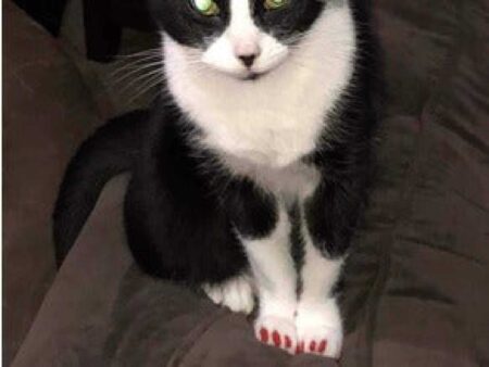 Kedi tırnak kapakları Organik Plastikten Aksesuar Süs  Aparatı