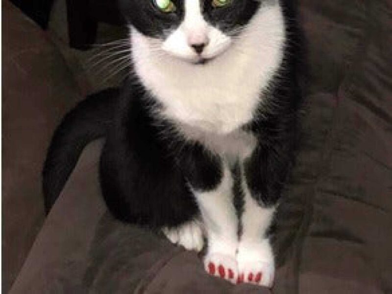 Kedi tırnak kapakları Organik Plastikten Aksesuar Süs  Aparatı