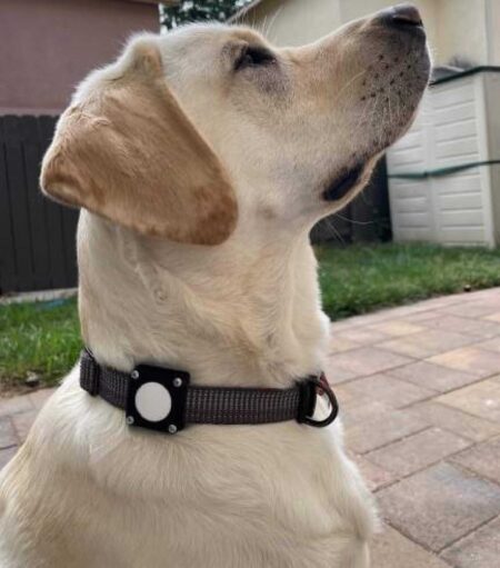 Airtag Köpek Yakası Plastik Aparat